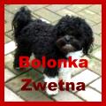 www.bolonka-zwetna-tabarz.de